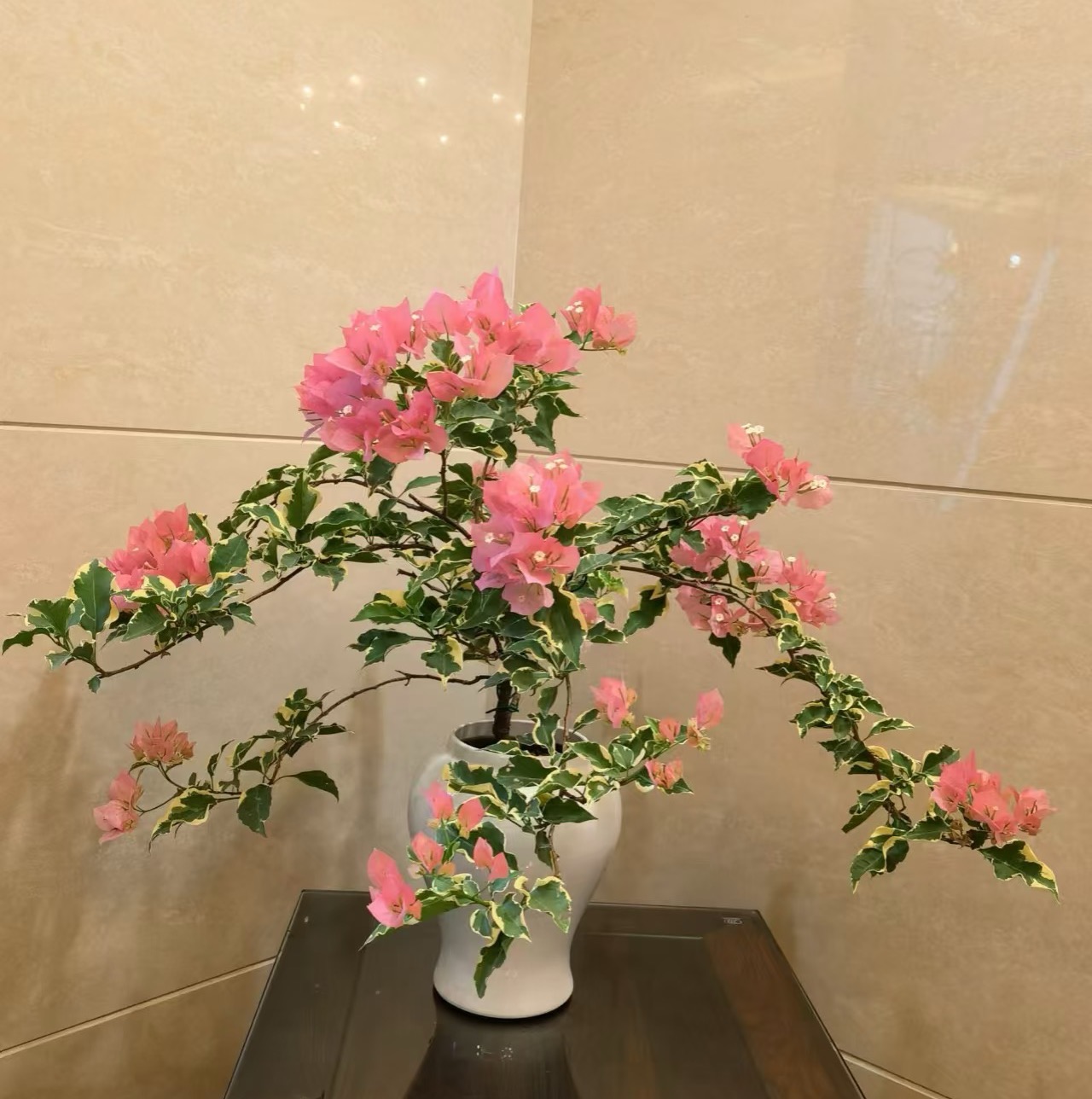 野植【25单盆一物一拍】会掉花落叶甚至光杆介意勿拍！观赏三角梅