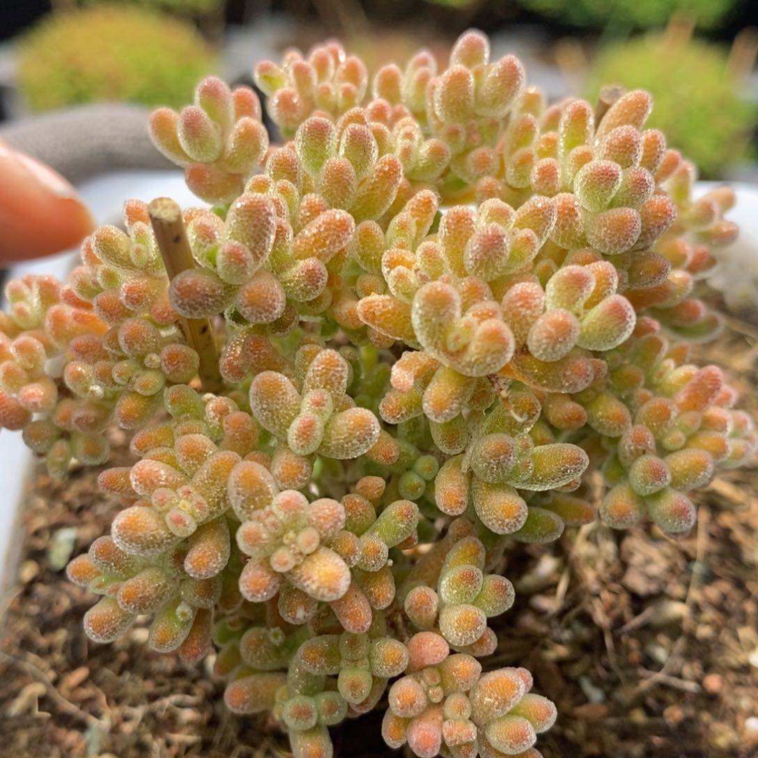 冰晶杂枝干番杏D079