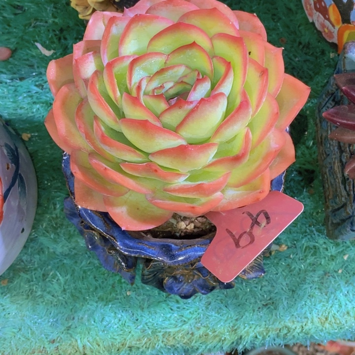 糖***果在家干的话把东西