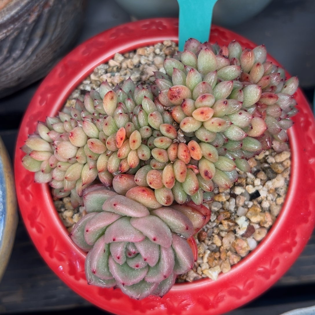 多肉一物一拍0213-290