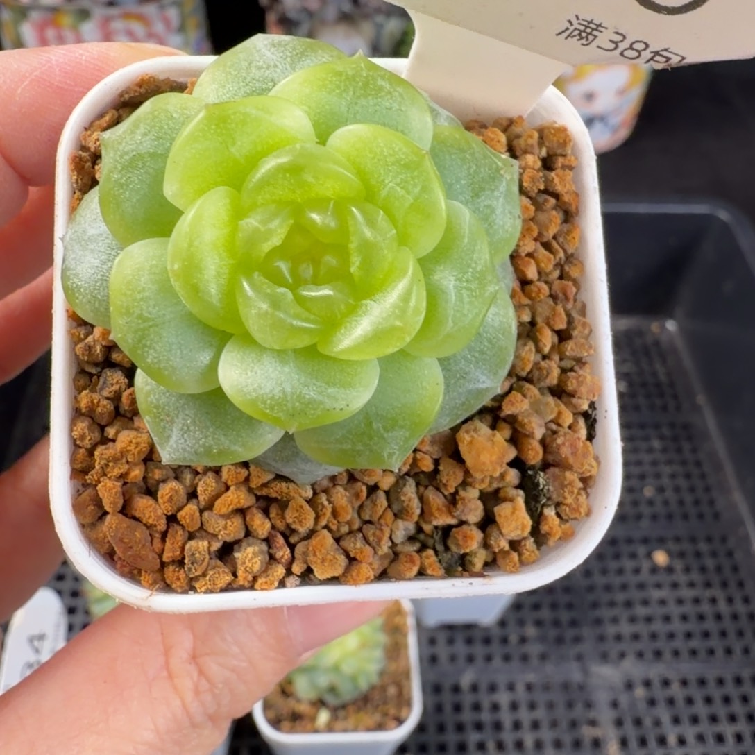 无尽灯单头一颗136号