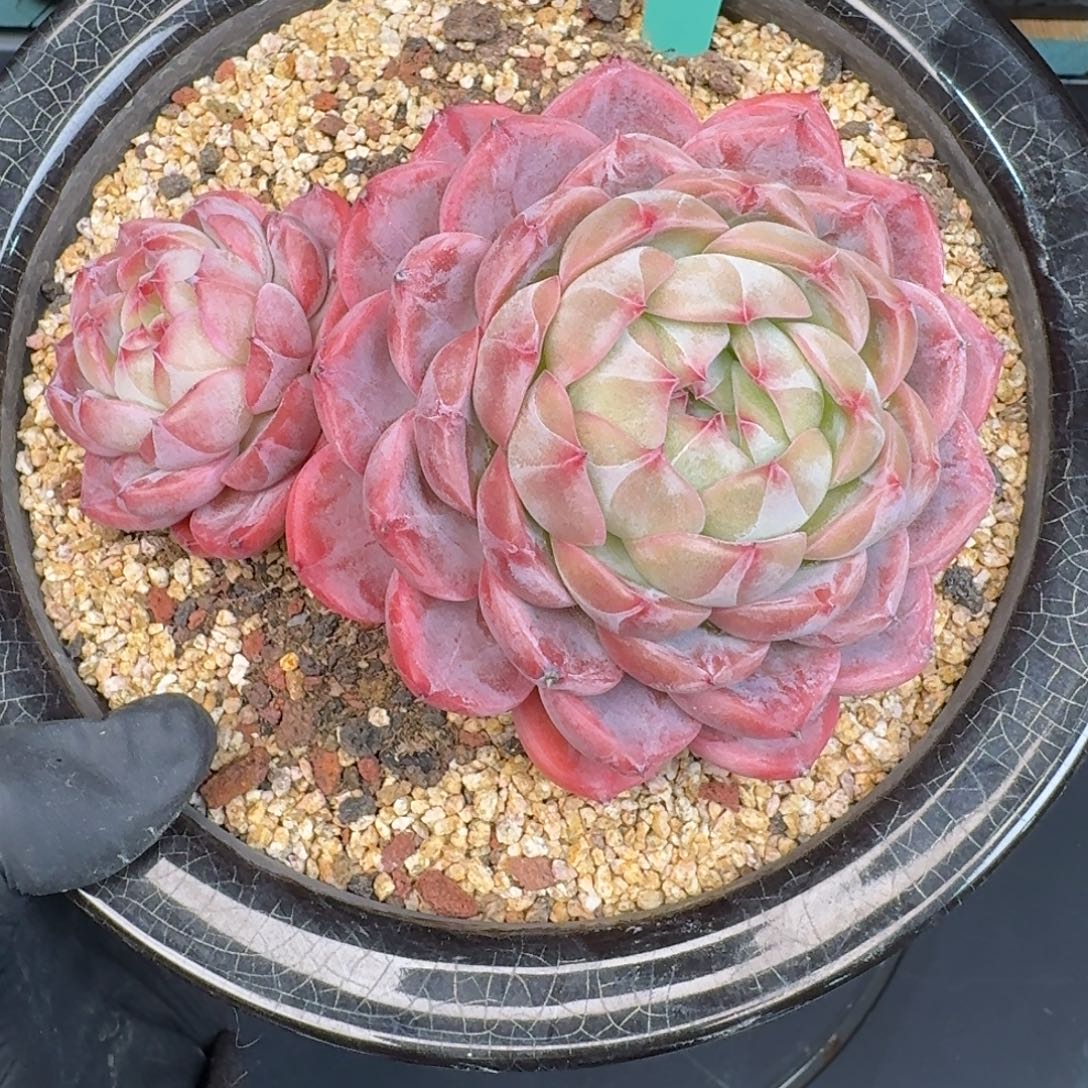 从前慢多肉精选编号1226.159