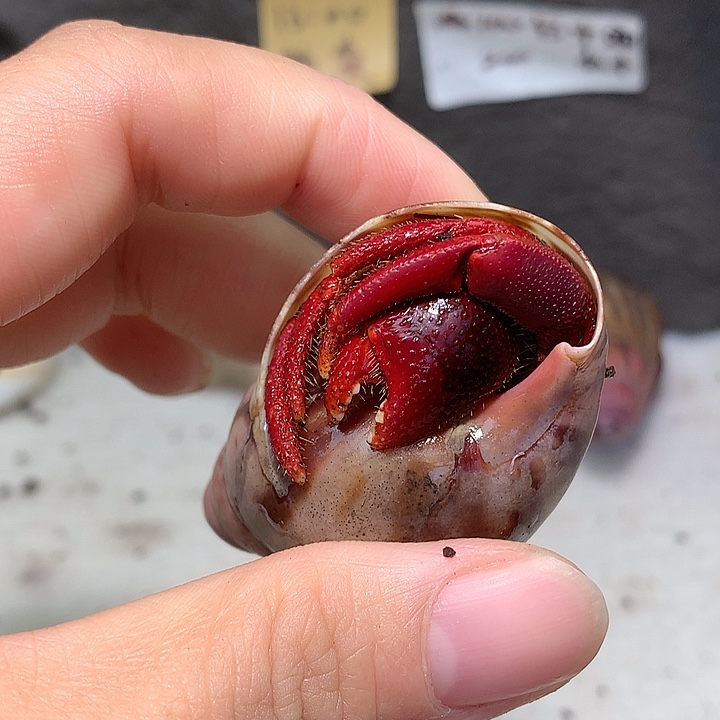 你懂的专拍奔跑的寄居蟹