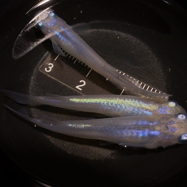 青鳉鱼一物一拍772