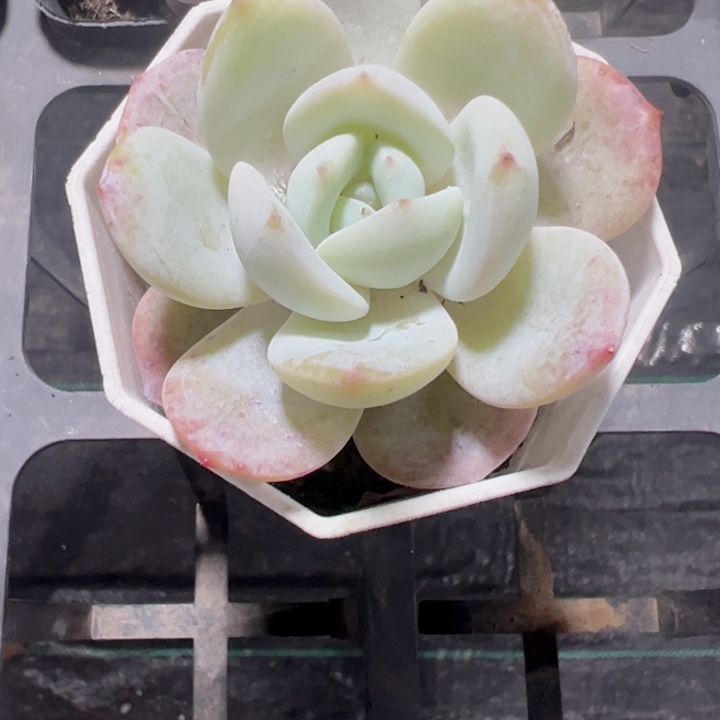 奶茶精品多肉植物