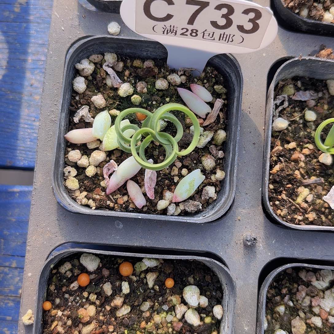 C733贵妃弹一物一拍