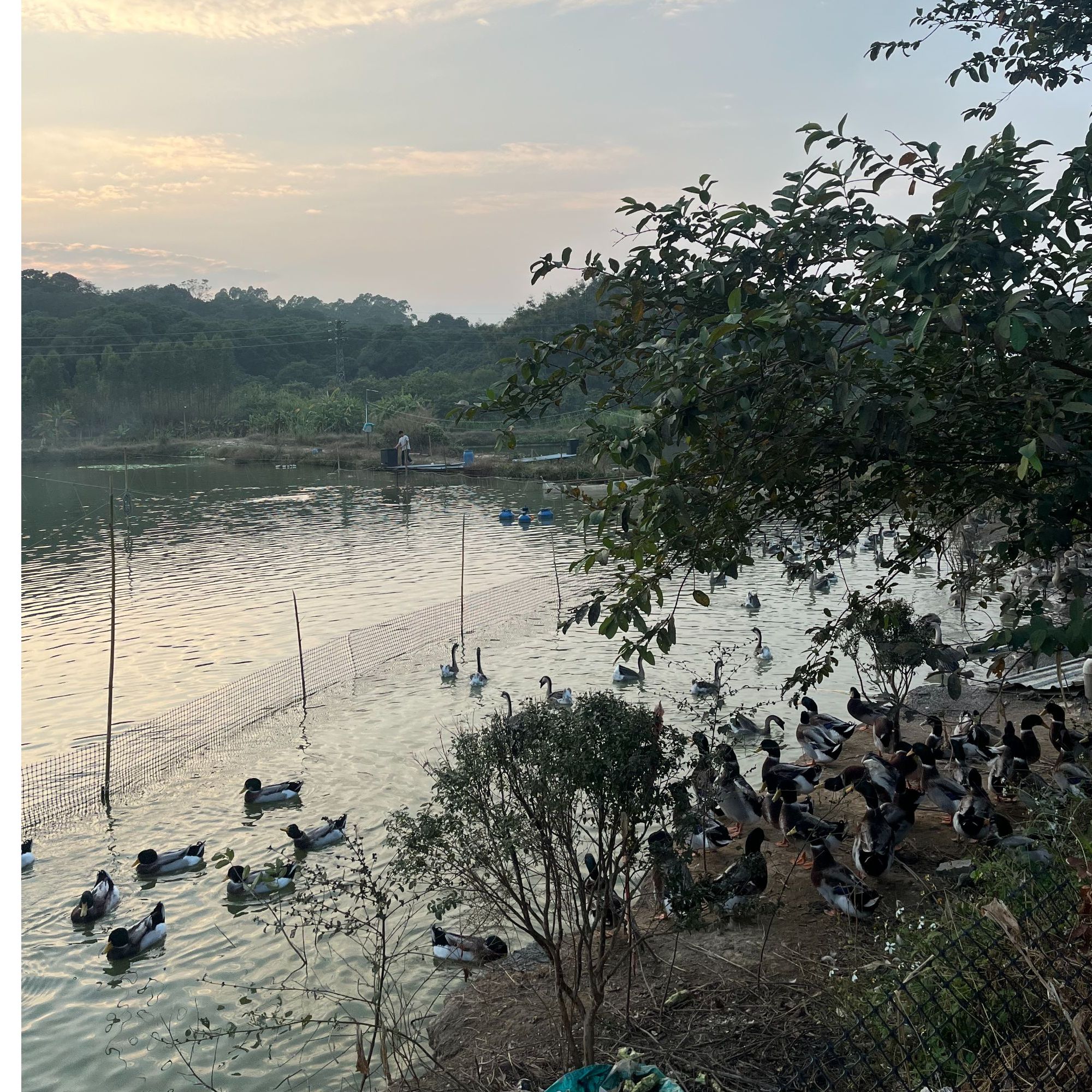 山塘泉水散养青头鸭 稻谷喂养180天 净重4-5斤（顺丰包邮）