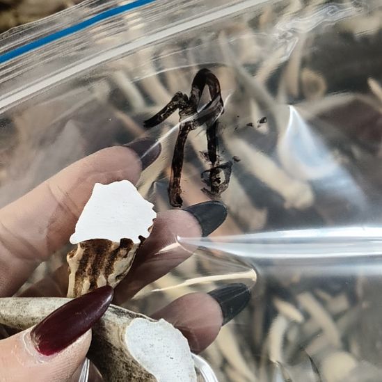 万***春鹿角鹿角鹿角鹿角鹿角鹿角