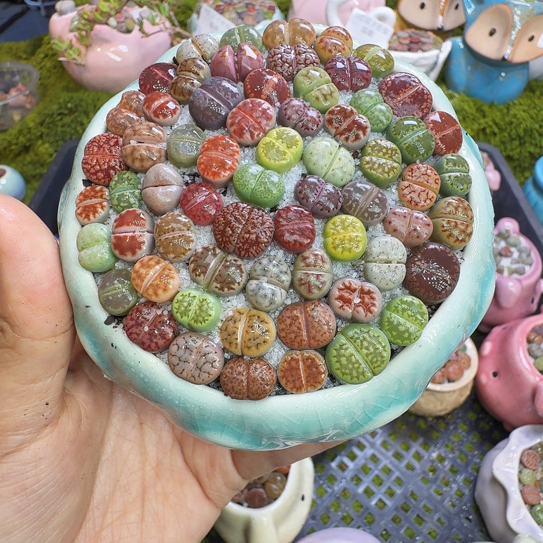 批***房多肉植物福利冲1258