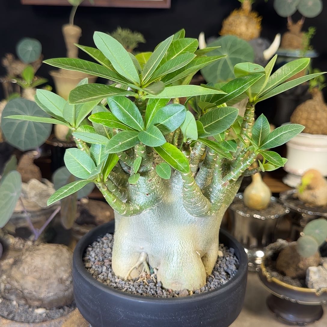 一物一拍哥斯拉沙漠玫瑰12