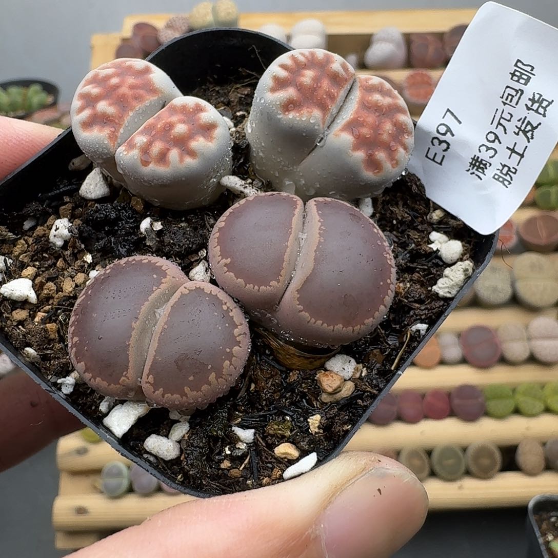 396哈哈哈哈哈哈哈哈