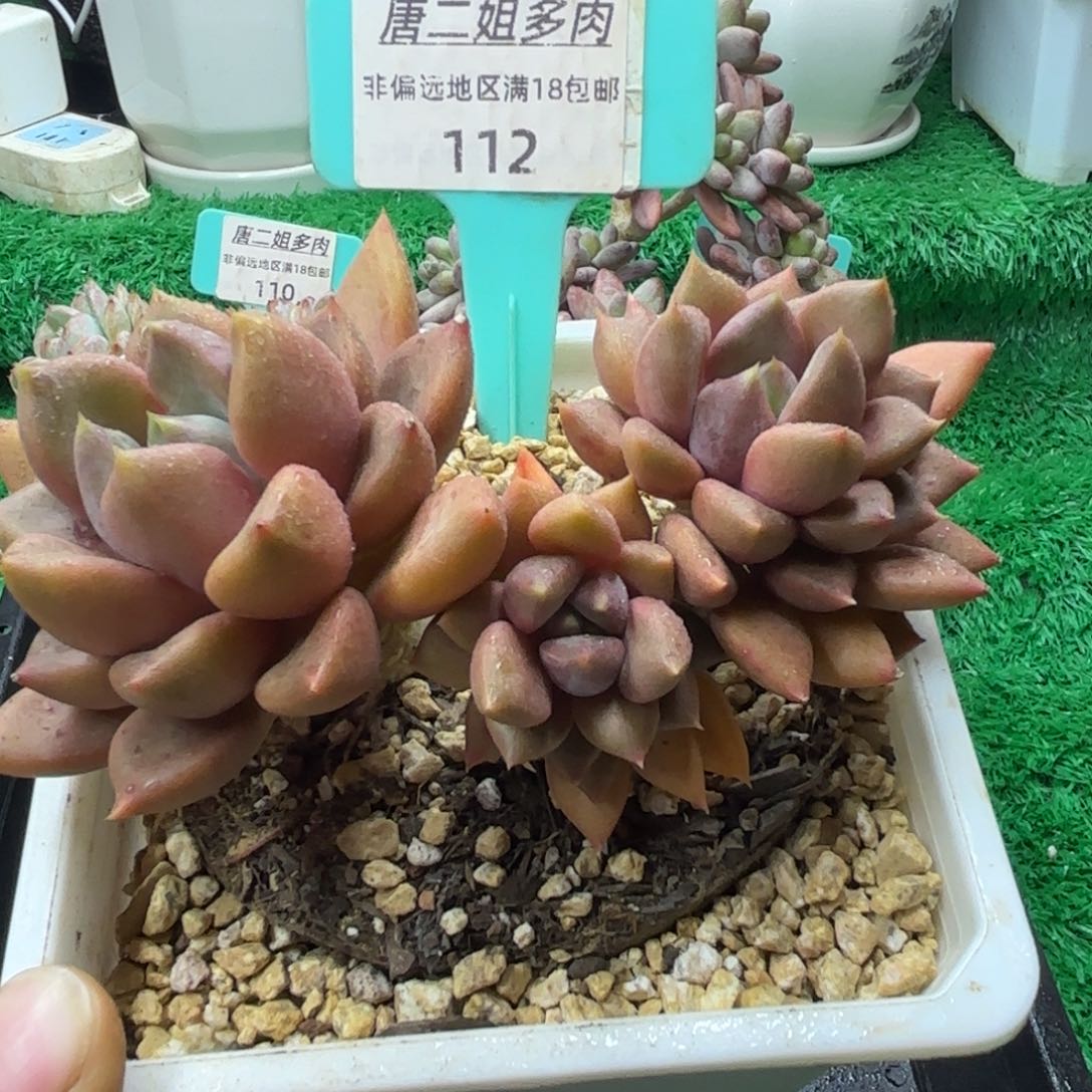 唐二姐多肉编号112