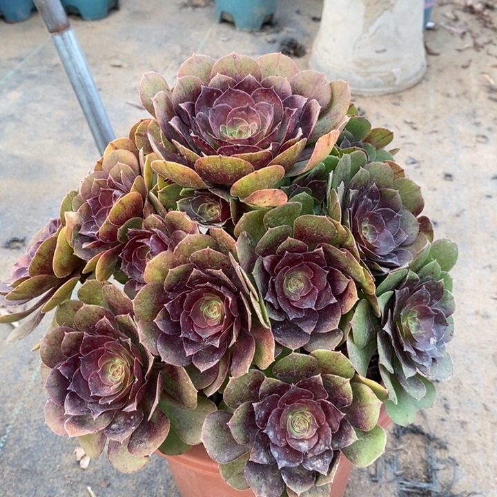 倾城中斑多肉植物4。