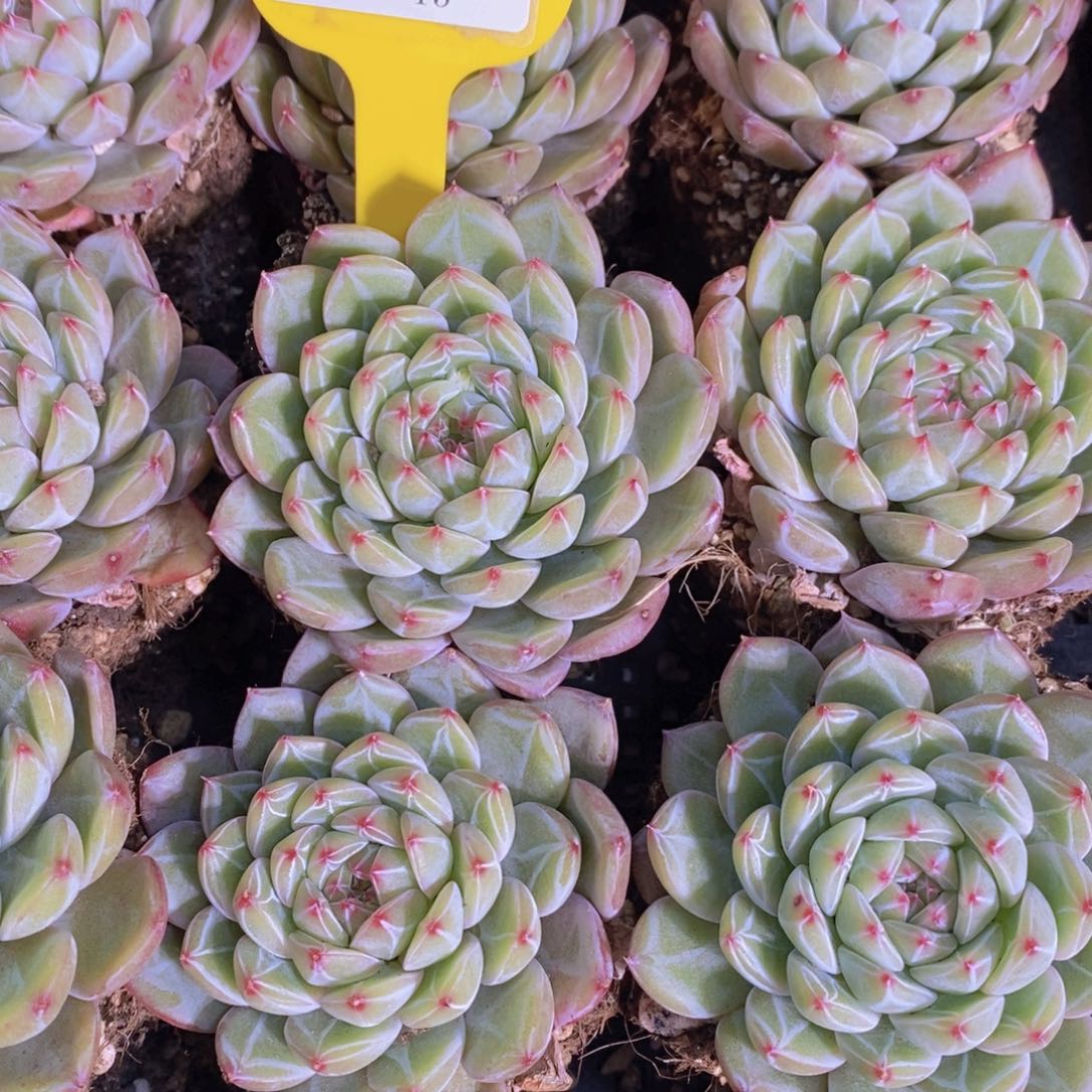 30-13-A级雪花珍妮单头母本一个