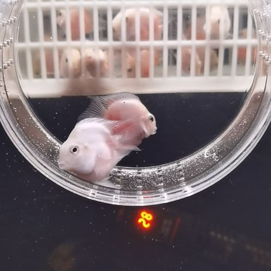 鹦鹉鱼迷你鹦鹉鱼