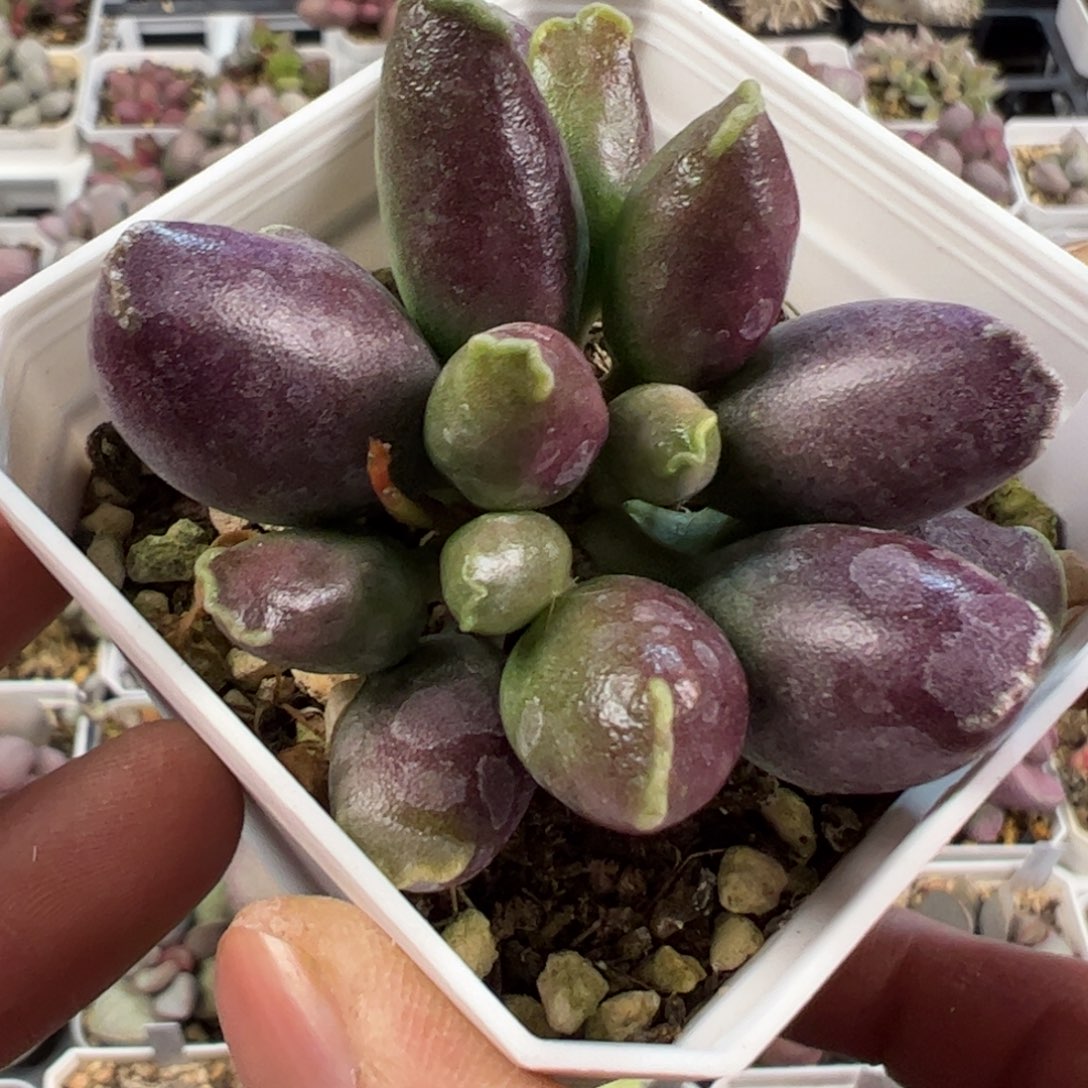 老桩多肉植物全紫海豹多肉植物水泡