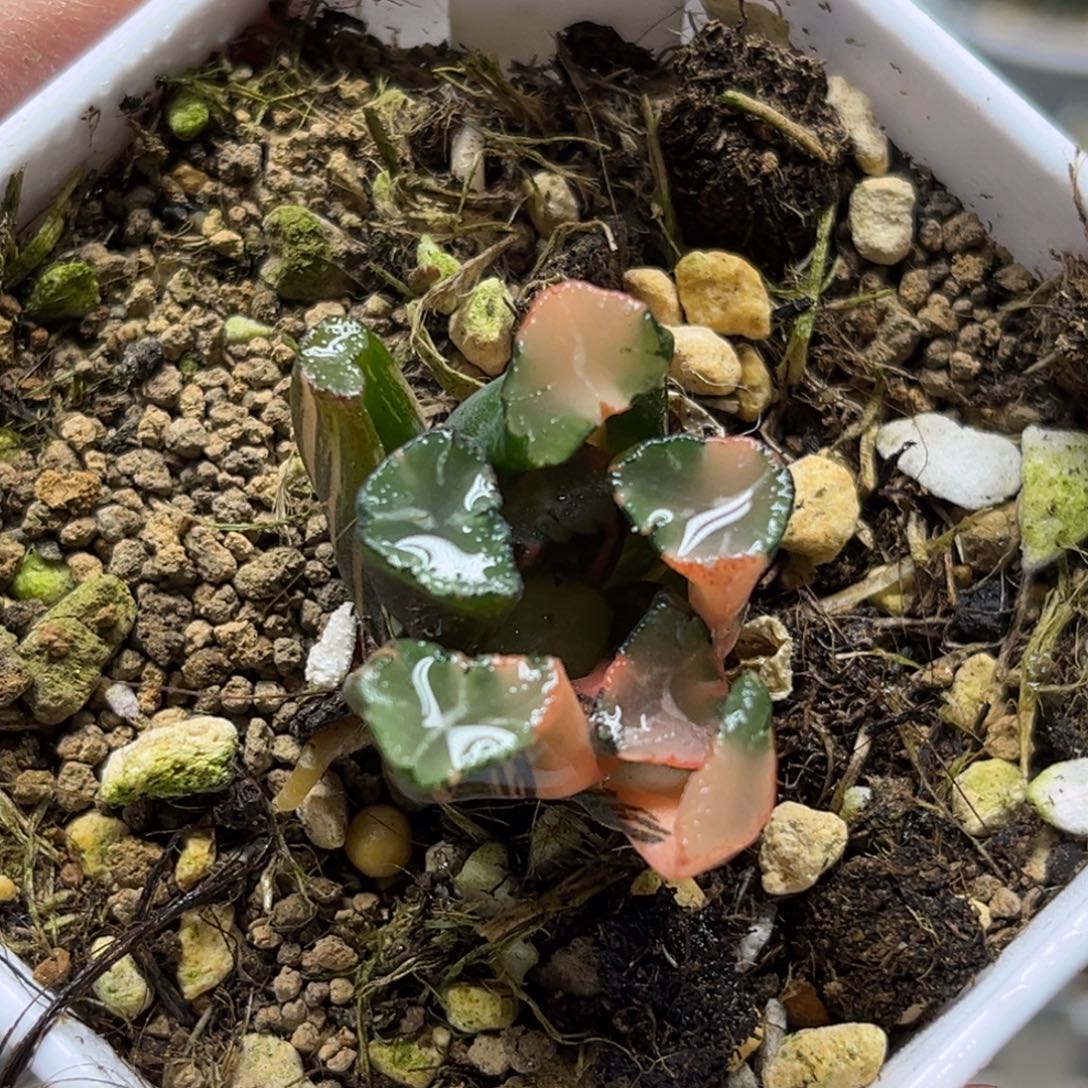 45蜘蛛之巢万象锦福利专场（根不好介意勿拍）