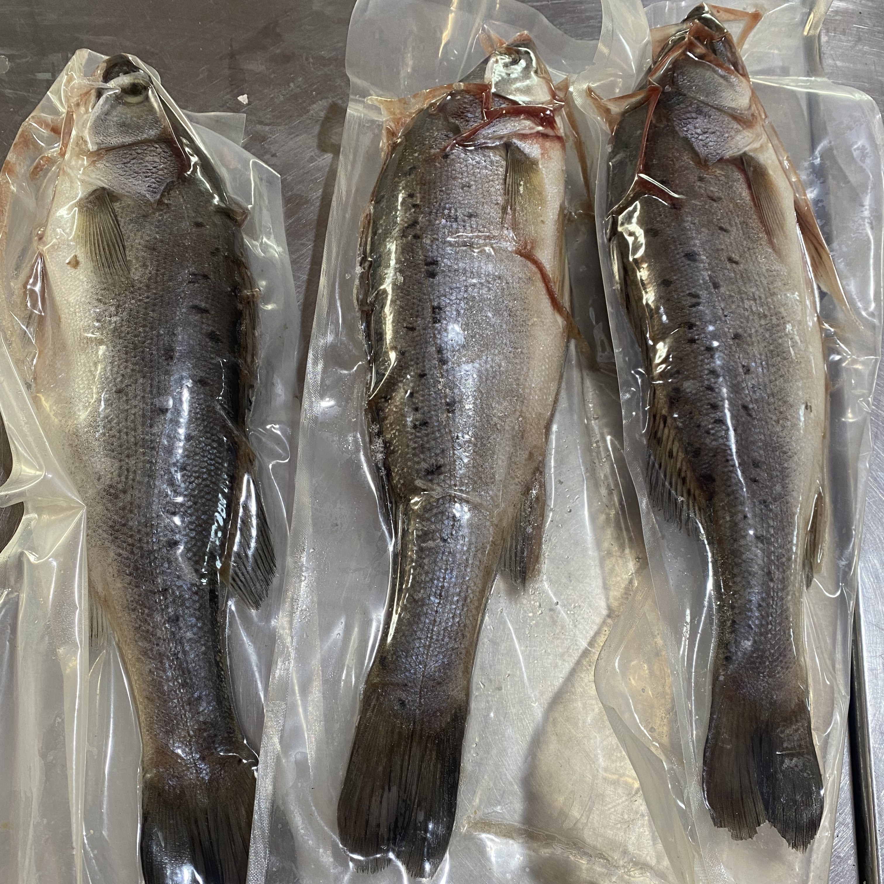 大连新鲜本地海鲈鱼 单条包装 冷冻发货 单条一斤以上