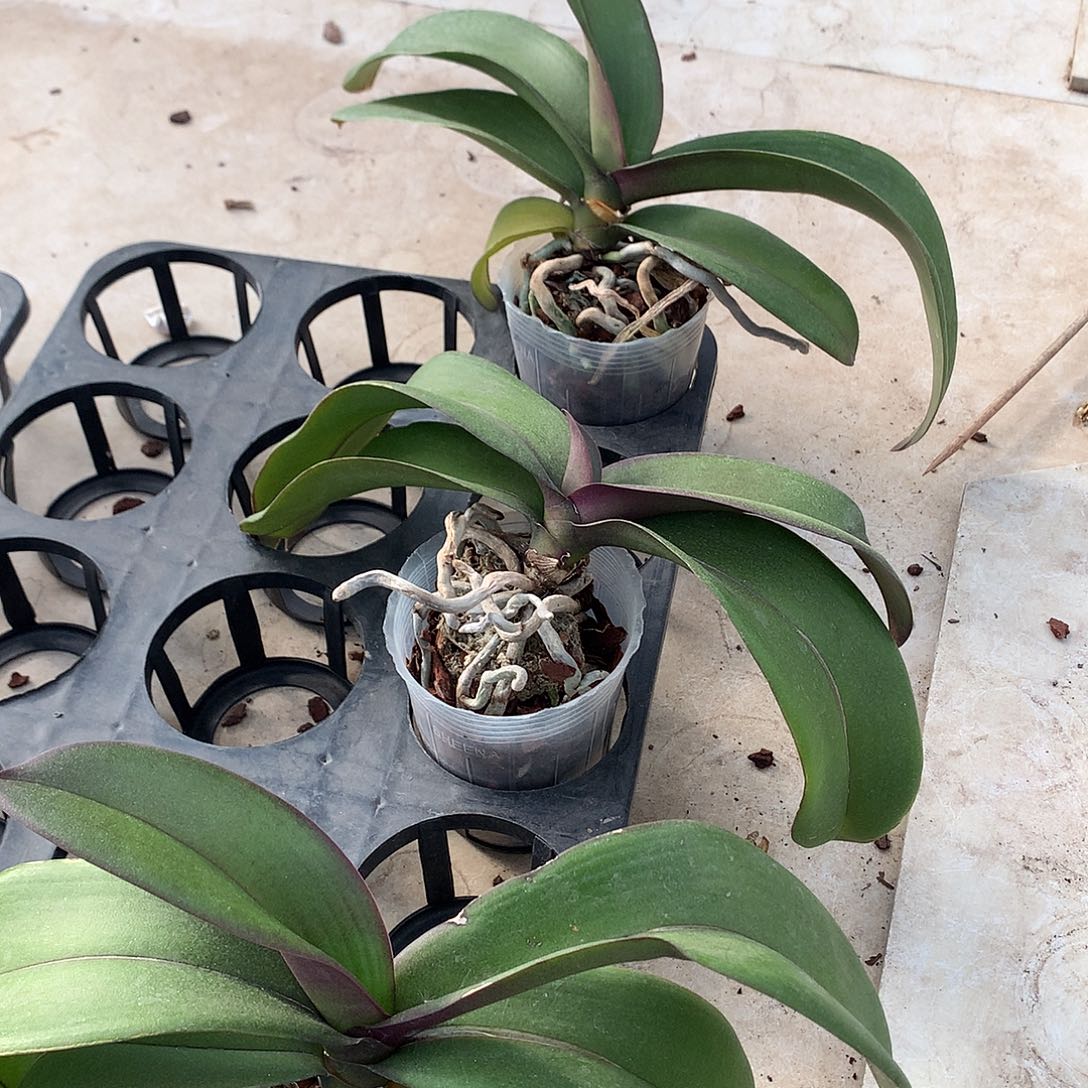 完全开放雪鸮一颗苗