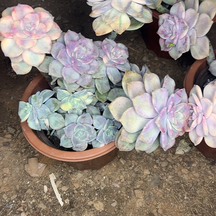 抖***哈紫乐锦群，一物一拍