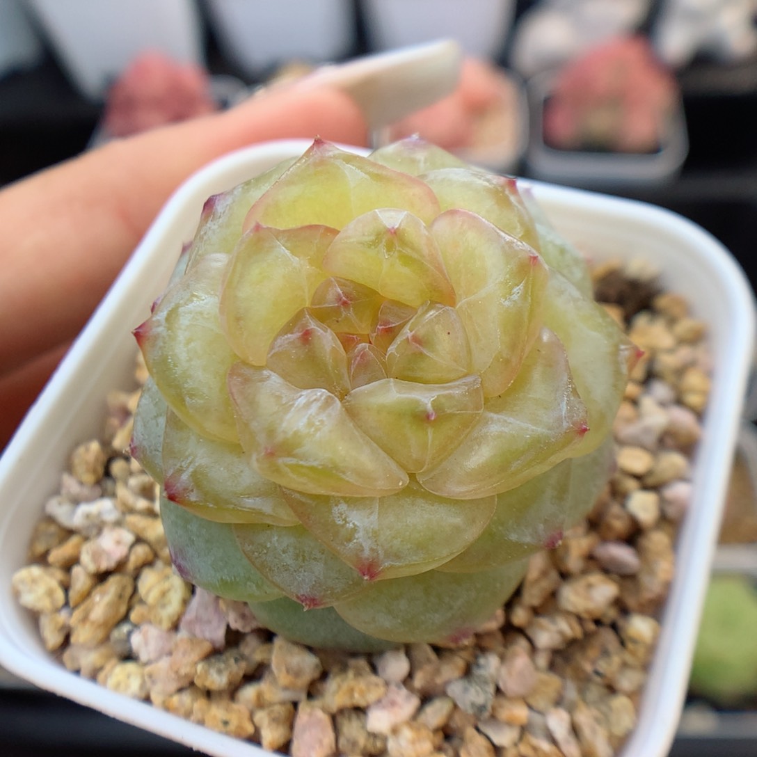 多肉植物。 糖心16