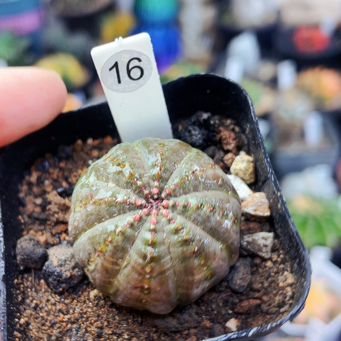 布纹球非偏远地区满25包邮仙人球