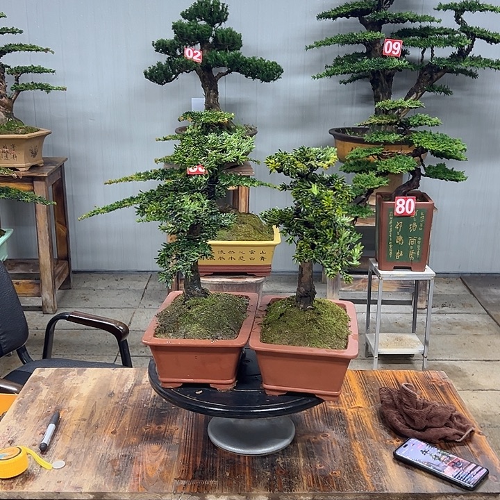 无花朵米叶罗汉松