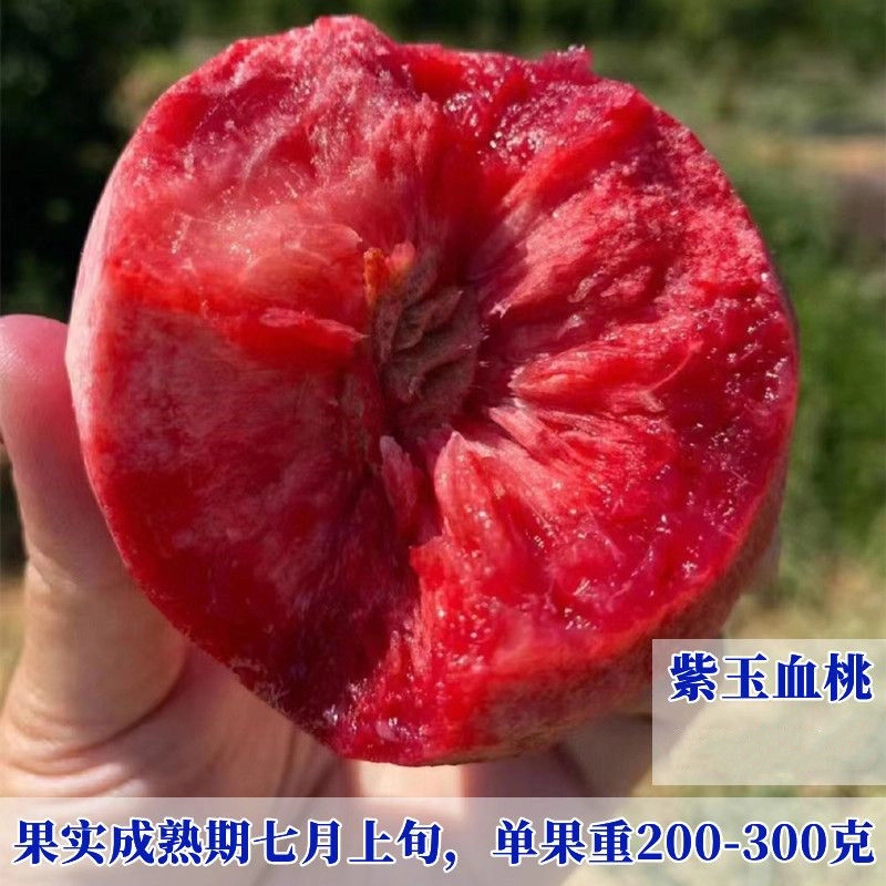 早熟血桃树果苗 血桃树苗 晚熟贵妃血桃嫁接新品种桃树苗当年结果