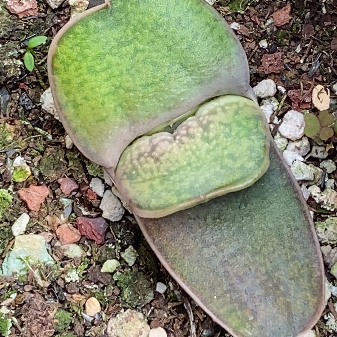 不带盆脱土裸根发货