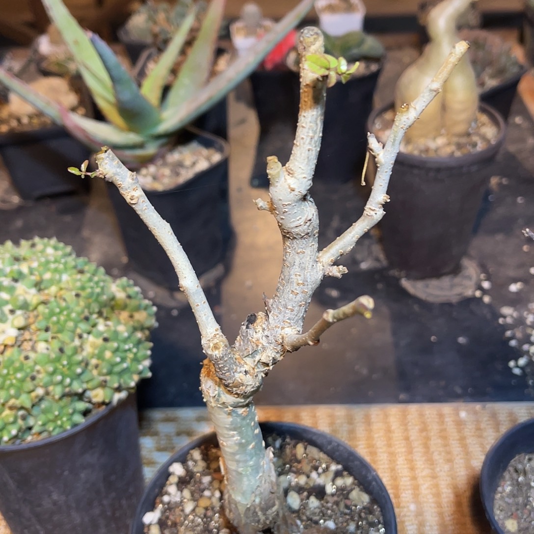 实生没药橄榄一物一拍