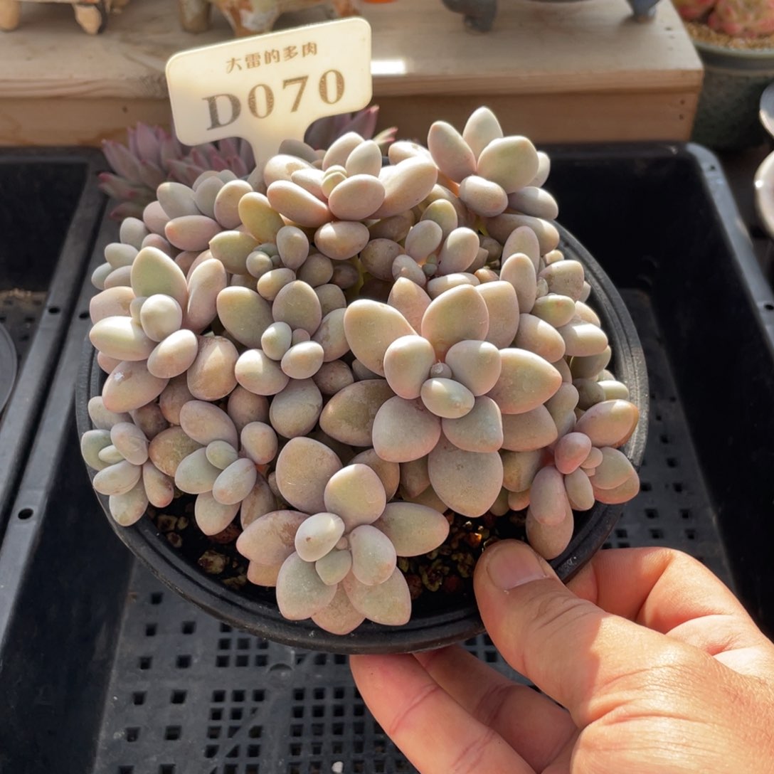 070蜜多丽不带盆15厘米啦啦