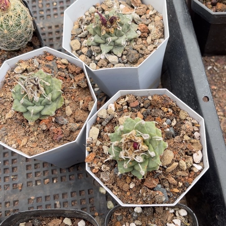 实生赤花娇丽好养