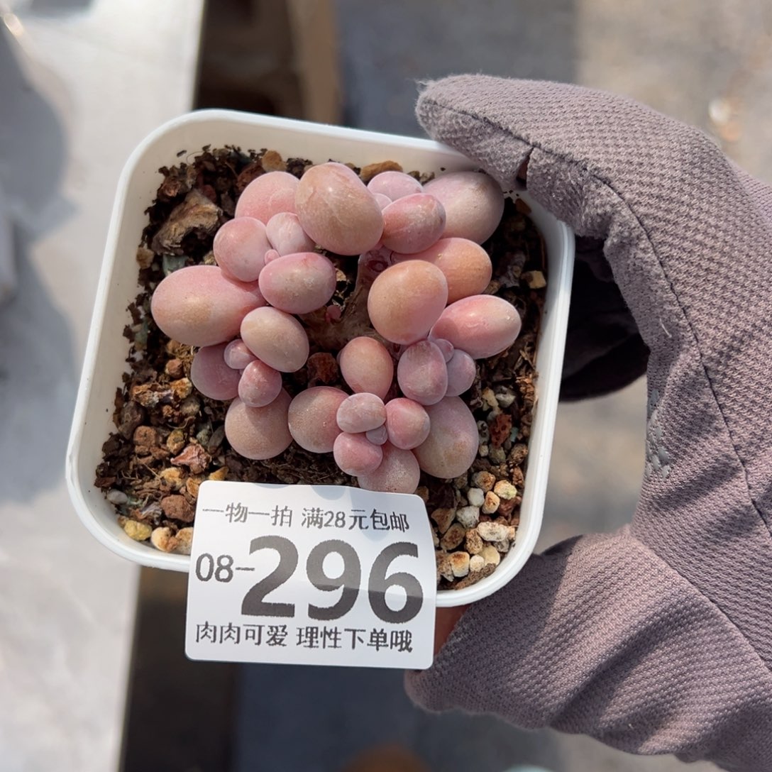 桃蛋多肉多肉多肉多肉多肉多肉