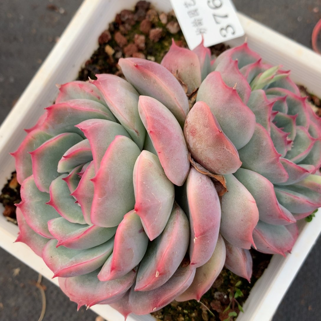 3764杂交多肉植物