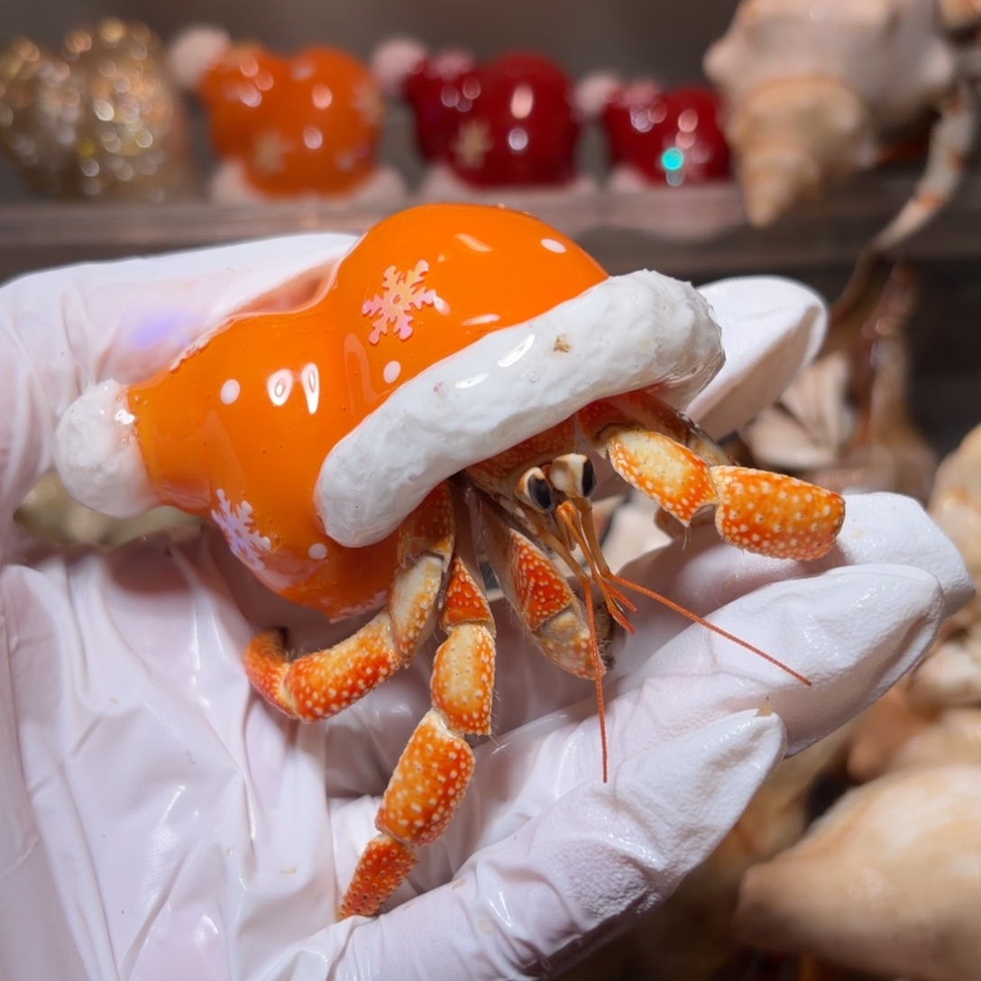 财****财神爷专拍口径2.8口