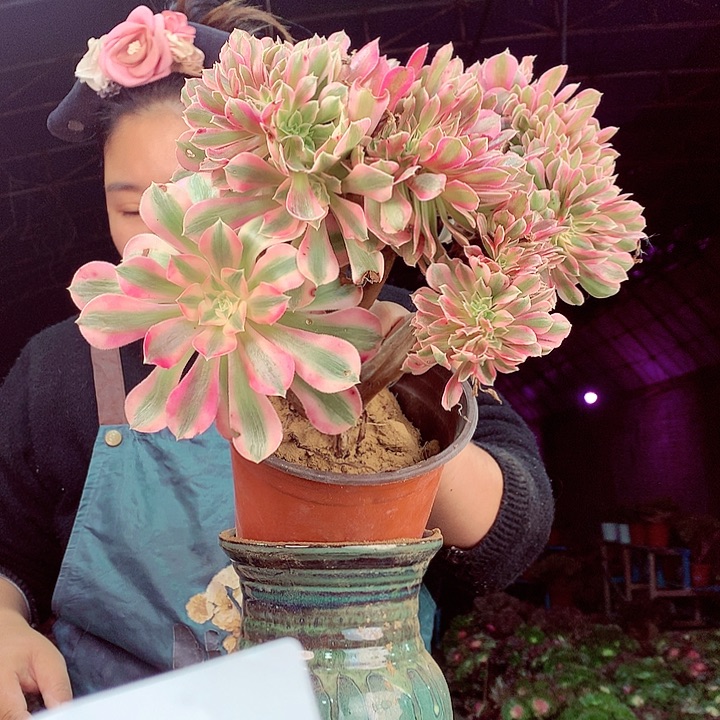 柒柒精品多肉脱土发货不包断侧枝S253