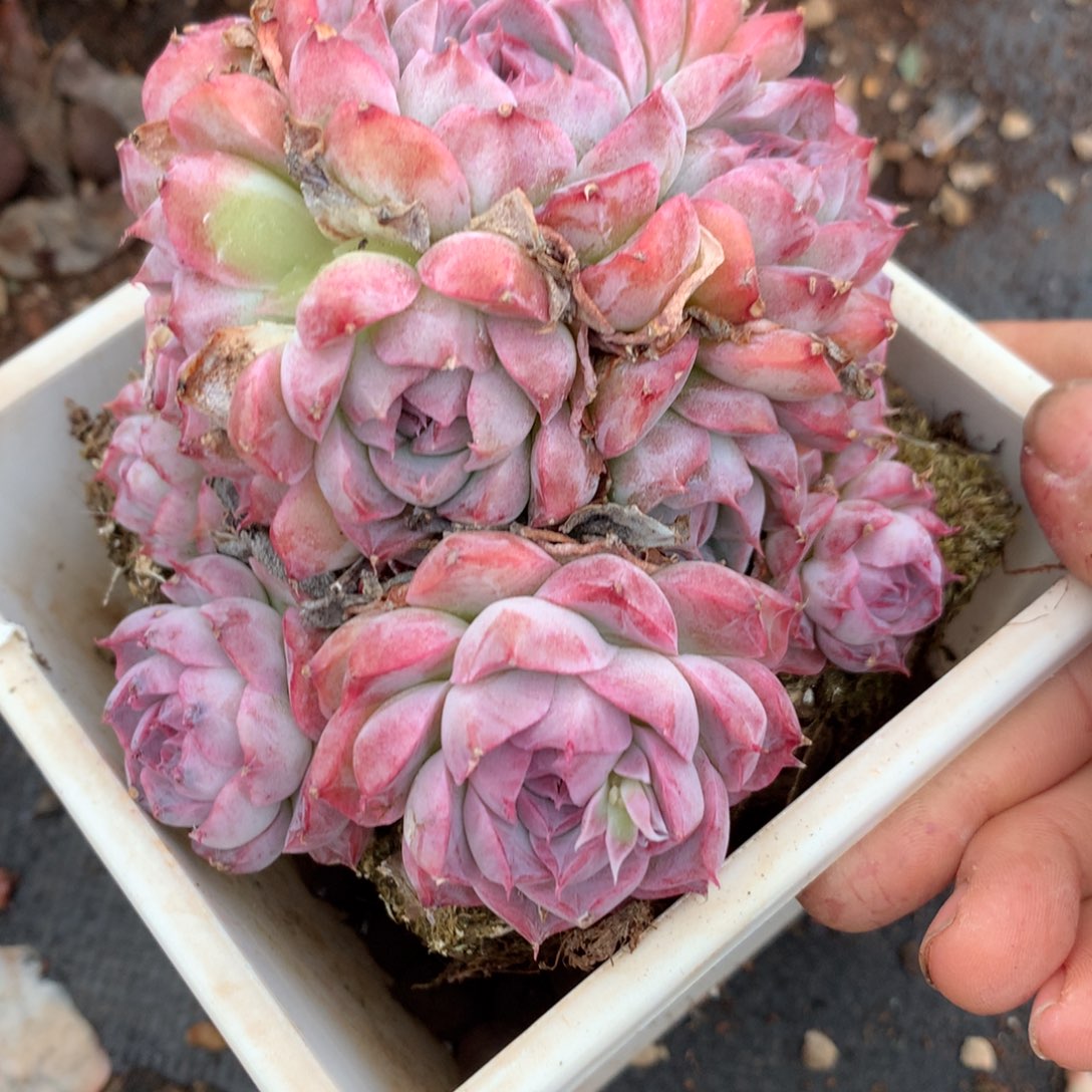 2361杂交多肉老桩