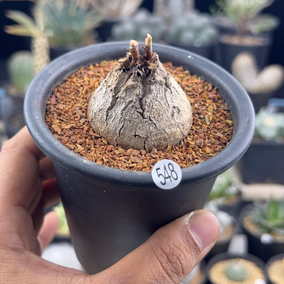 光***羽南非龟甲龙一物一拍