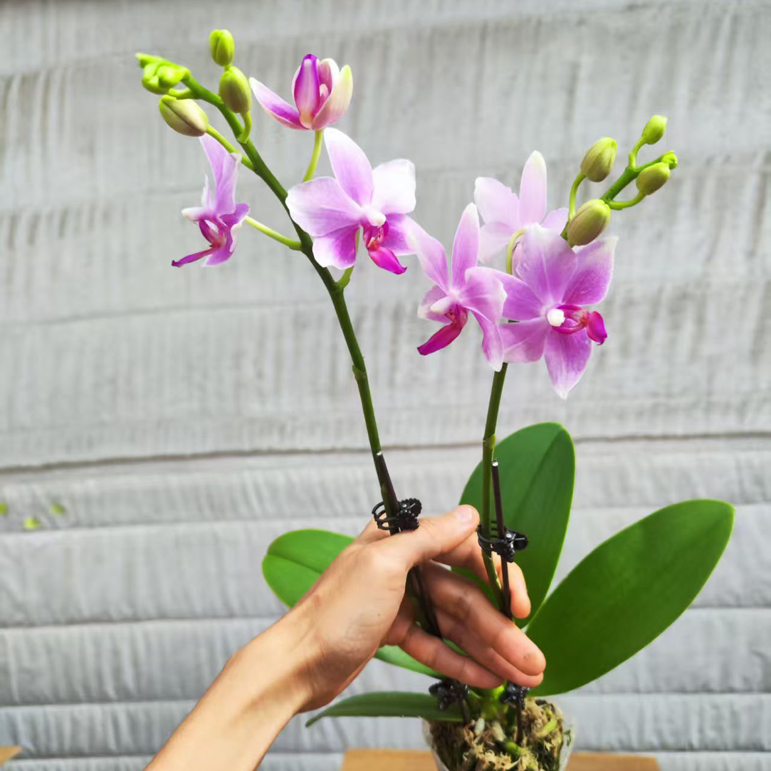 蝴蝶兰【蓝精灵】四季好养活室内花卉 3.0寸带花梗发货