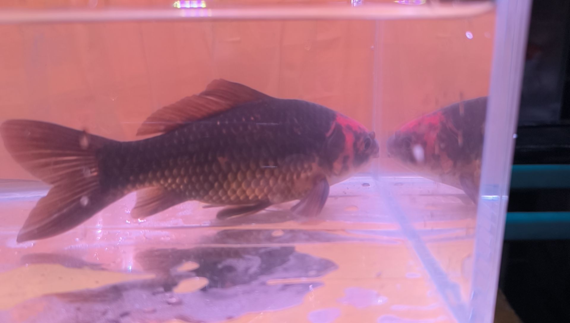 金鱼品相自鉴全场包邮
