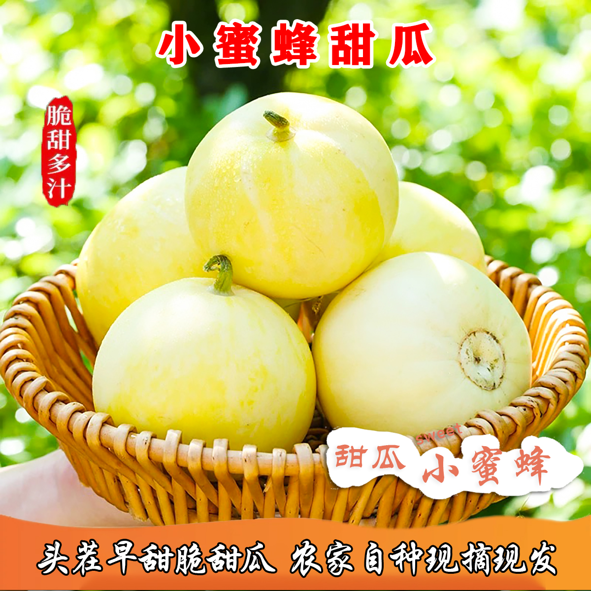 【早甜脆小蜜蜂甜瓜】山东头茬香瓜脆应季新鲜甜瓜春季现摘产地直发