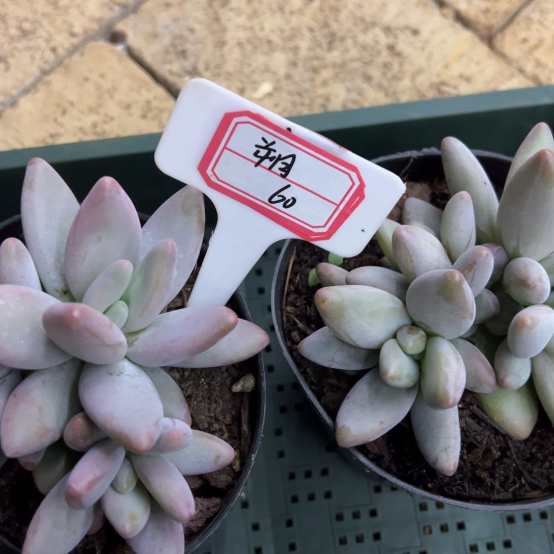 逸***朔朔60。            