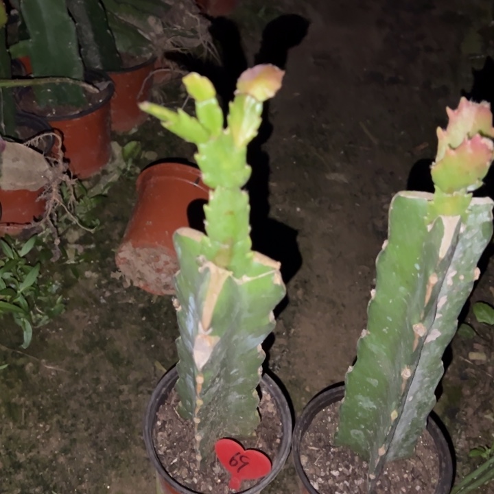 高***霞当前无花栽培后可以开花白羽毛69