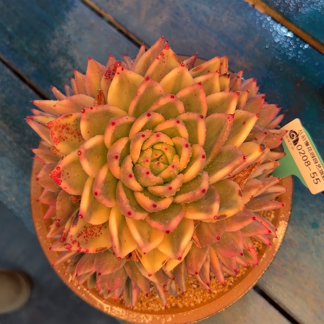 多肉一物一拍0208-55