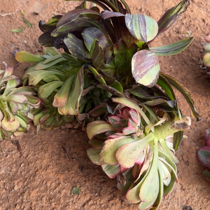 面***厚五毒拉丝啊啊啊啊