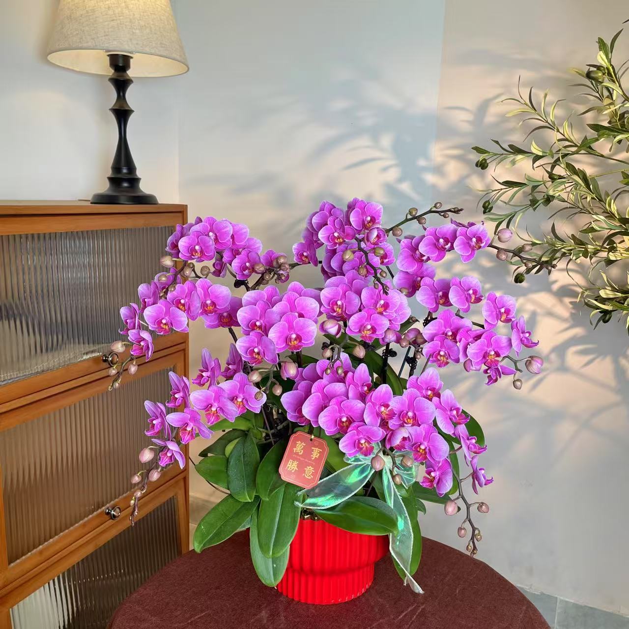 【紫霞-蝴蝶兰】 鲜花中式 禅意 轻奢送礼装饰室内绿植