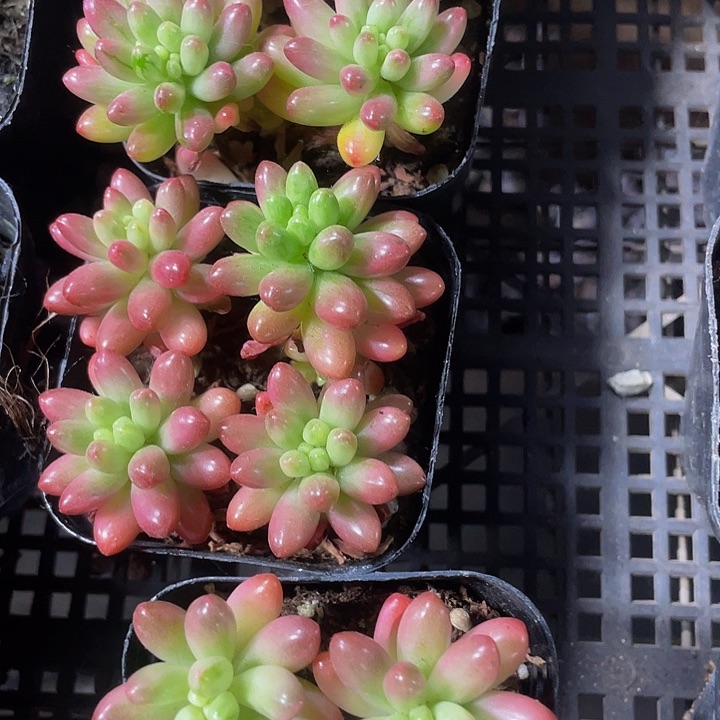 6.5方盆红之玉锦