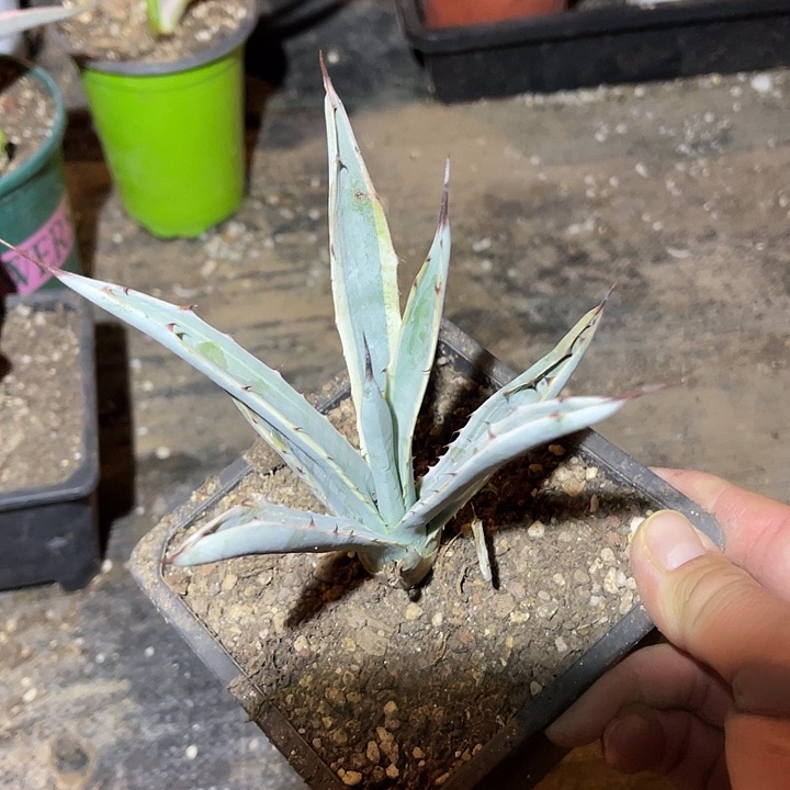 满38包邮2天凑单，脱土晾根发货多肉植物