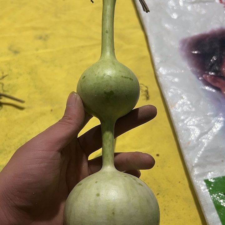 文玩葫芦三庭葫芦3