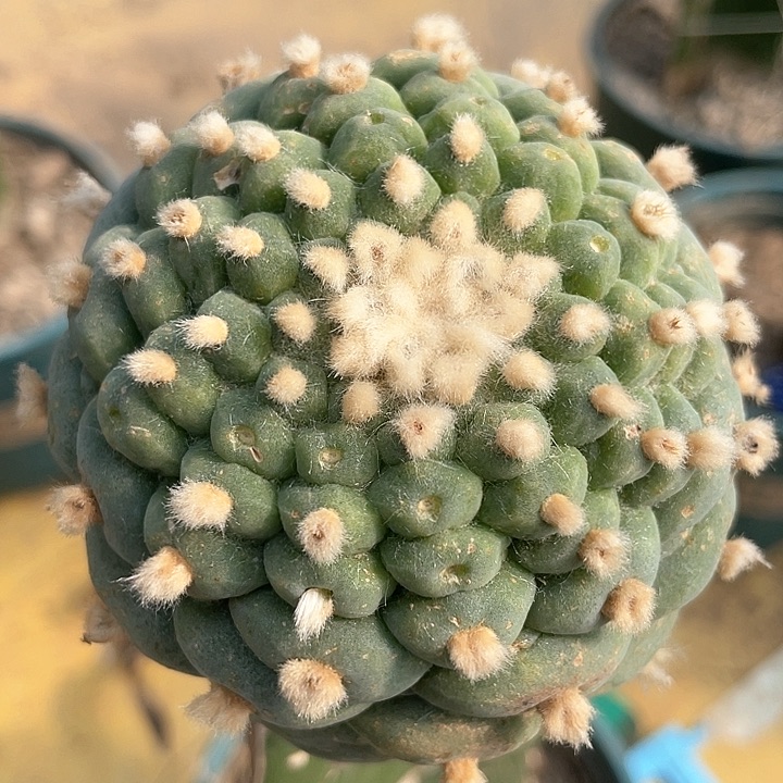 仙人球小尤佛头7.8公分133